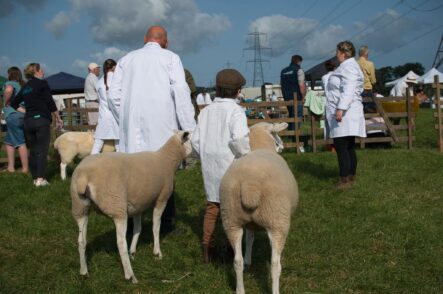 Bluetongue: how are our shows being affected?